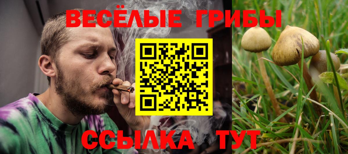 Унеча  Галлюциногенные грибы Psilocybe  Вход с VPN  Псилоцибиновые грибы Psilocybe 